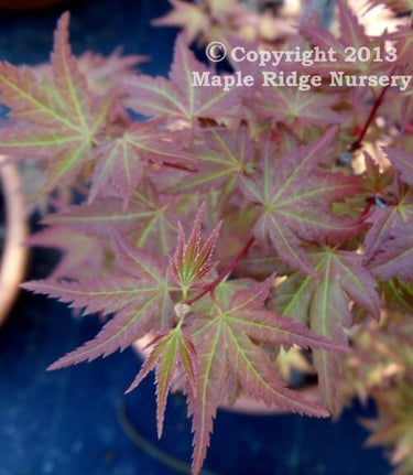 Acer palmatum 'Johnnie's Pink' - mapleridgenursery